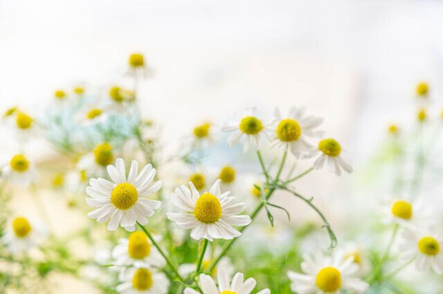 オイルハーブカラー